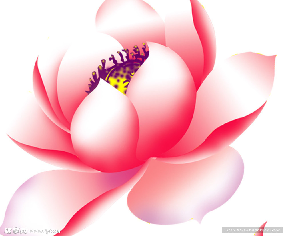 荷花