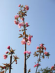 花开争艳