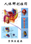 男性生殖器官