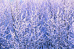 白雪