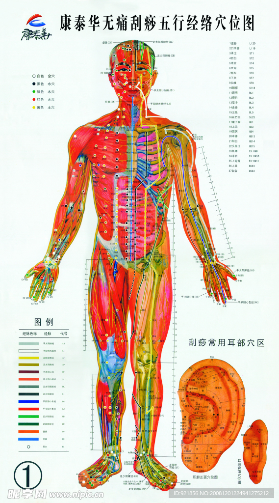 经络穴位图之二