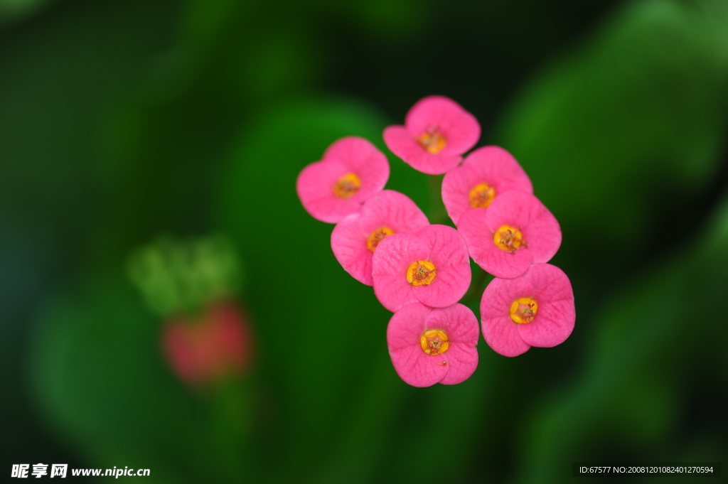 六朵小红花