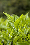茶叶树