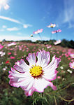 漂亮春花