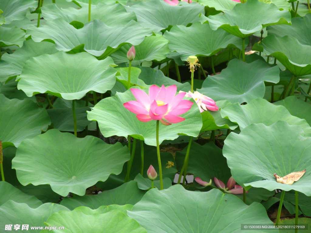 莲花出水