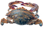 海蟹