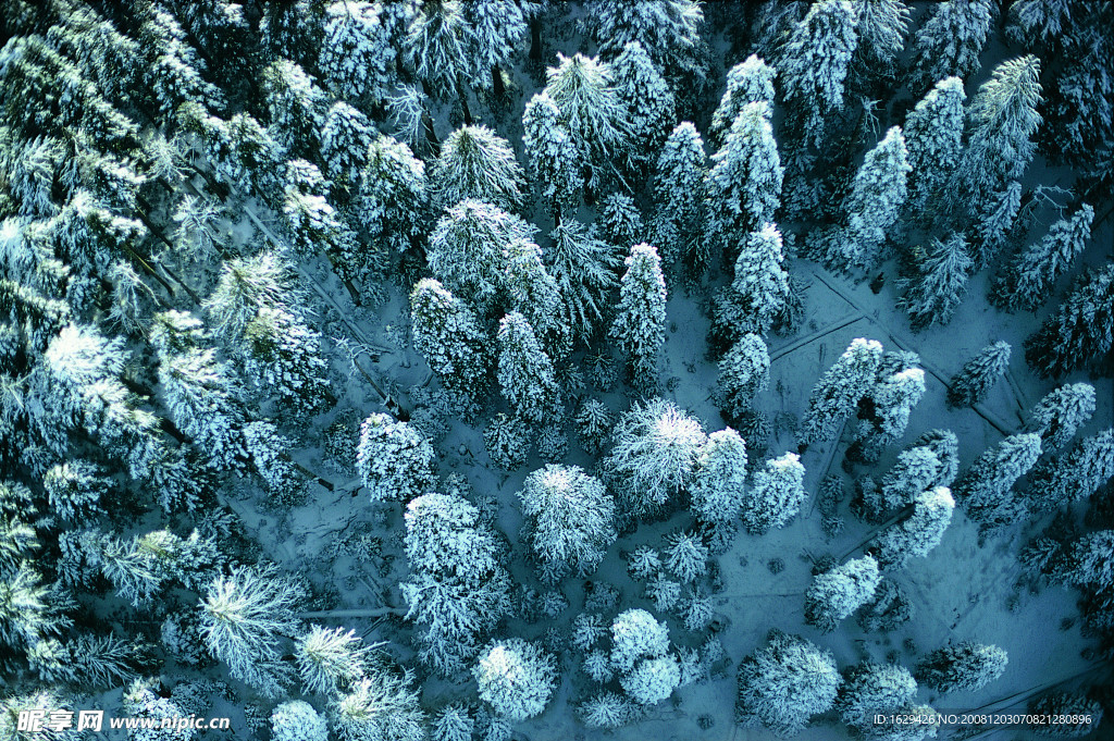 白雪林海