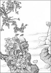 花鸟素描