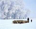 白色冬景 迷人雪树