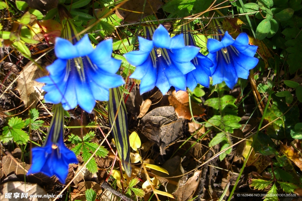 高原野蓝花