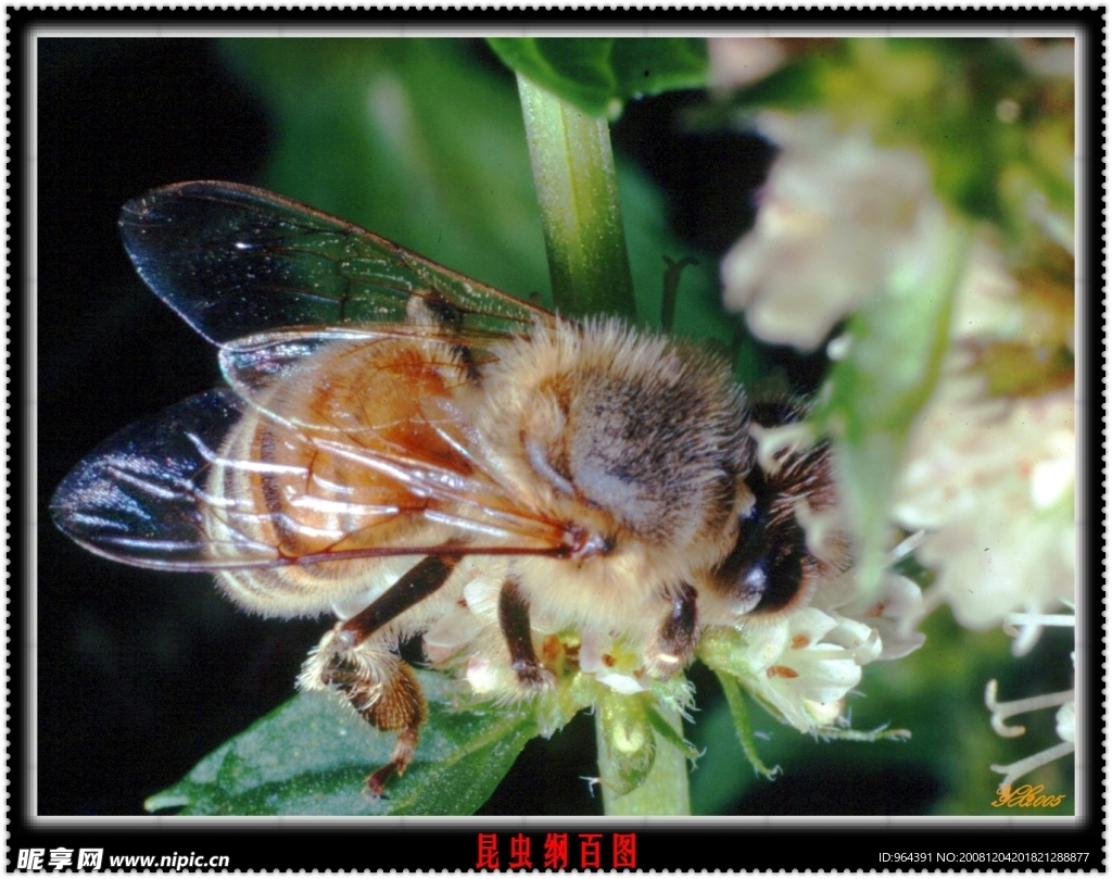 蜜蜂采蜜 蜜蜂传粉