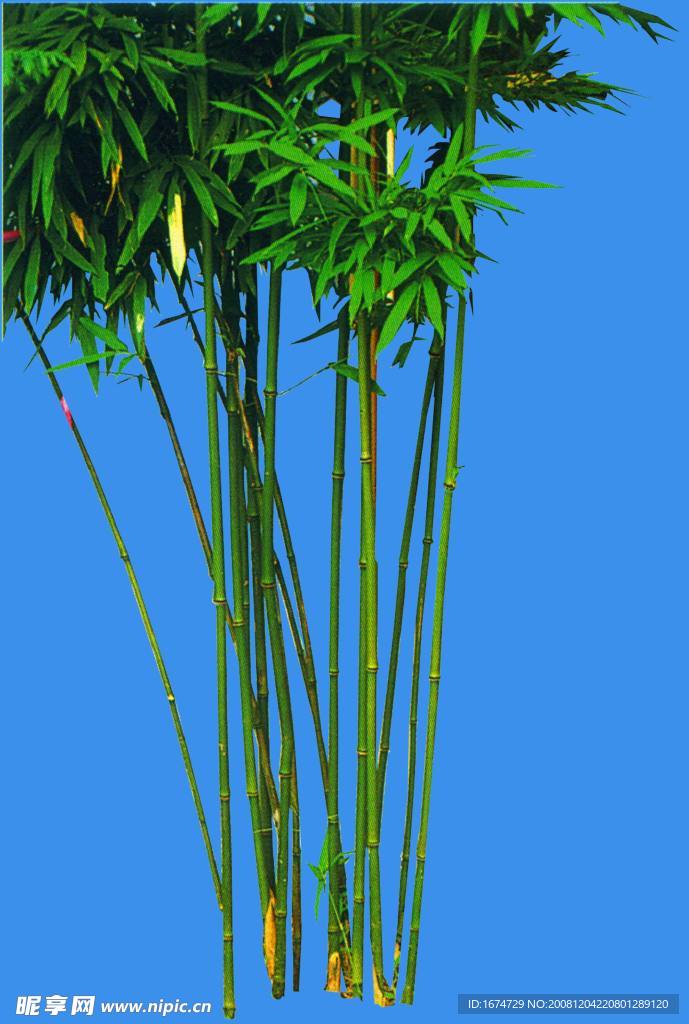 观音竹
