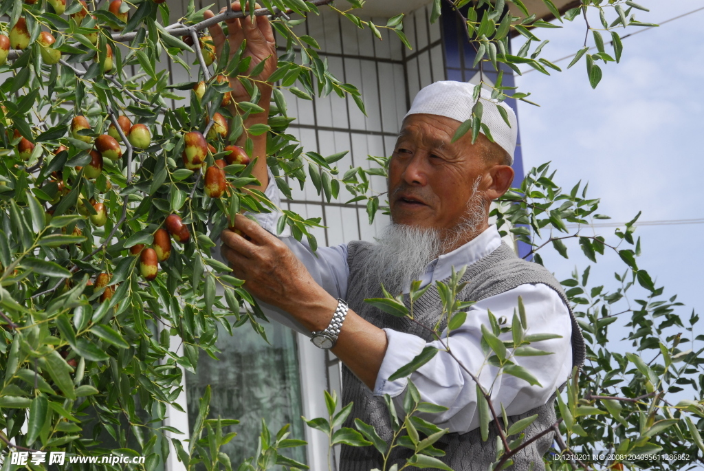 回族老人与长枣