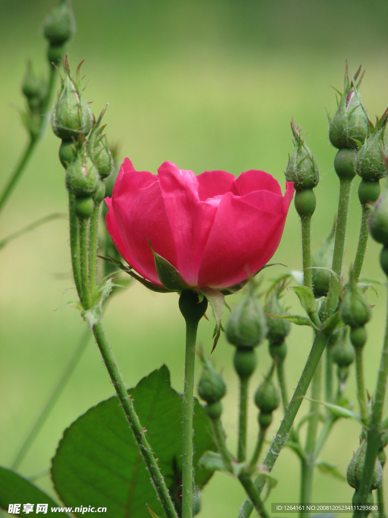 月季花