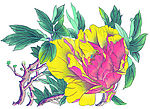 牡丹 花卉
