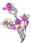 花卉13