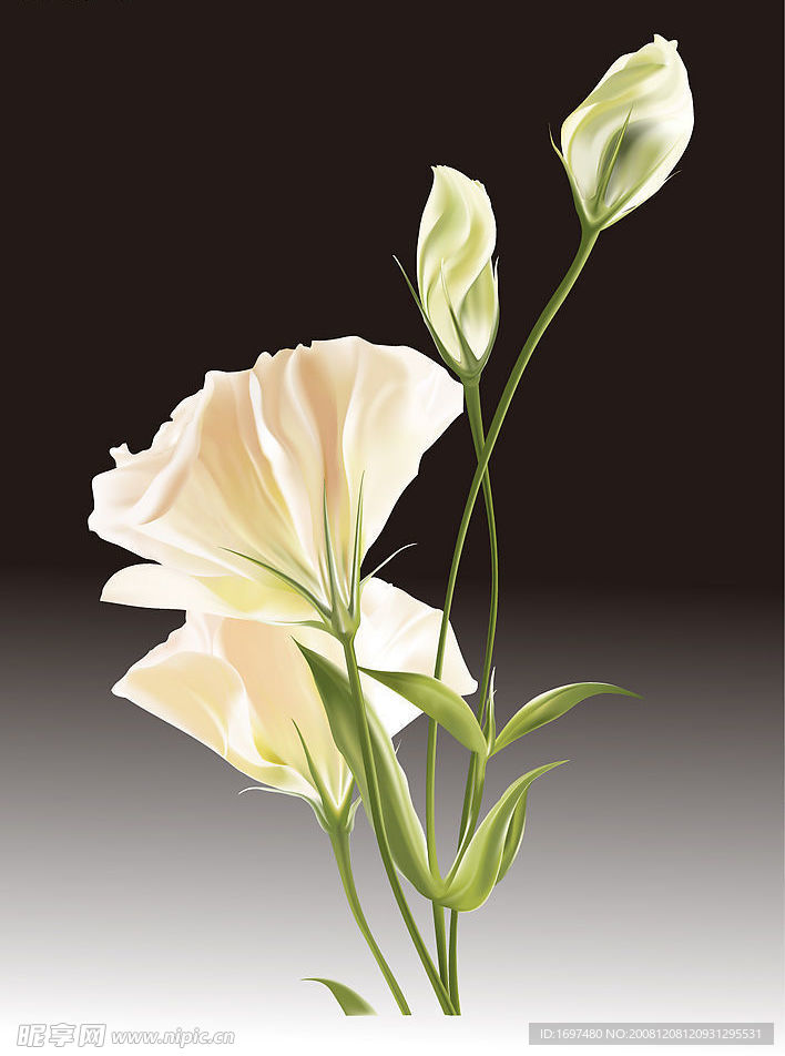 野百合