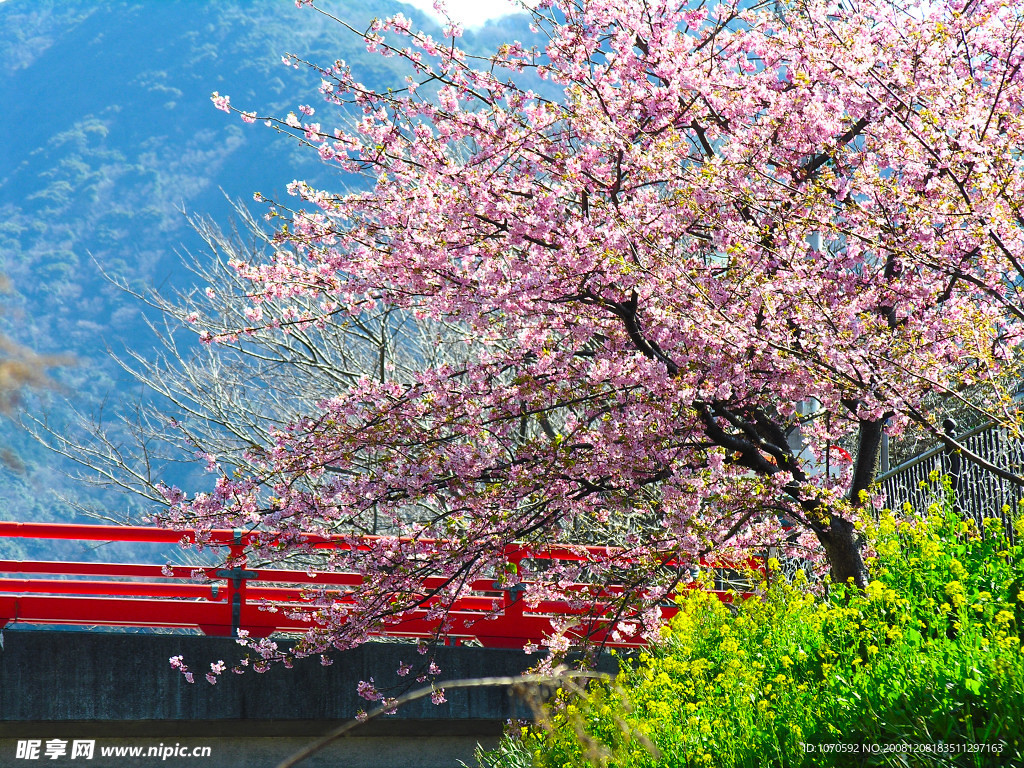 樱花