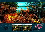 时尚模板 纵情花海