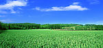 风景