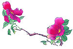 茶花