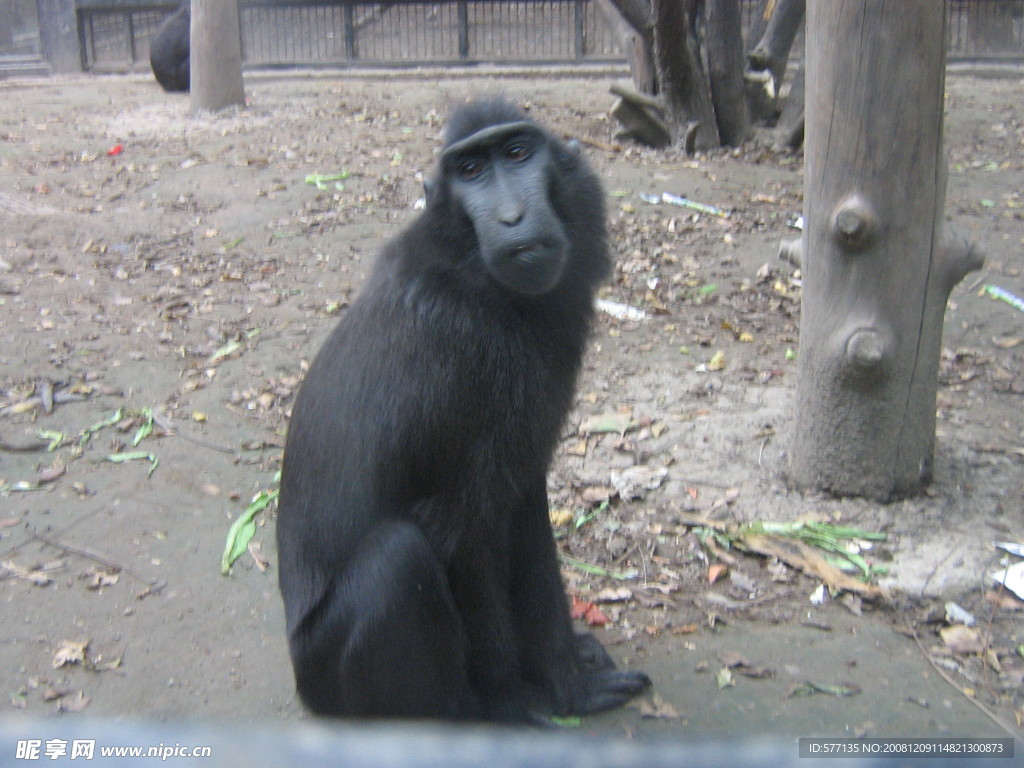黑猴 猴子 灵长类动物 - Pixabay上的免费照片 - Pixabay