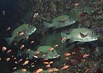 海洋生物