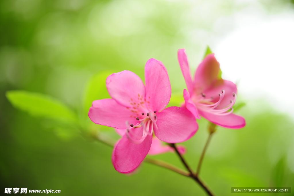 近拍的红色桃花