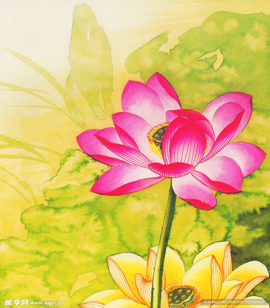 荷花
