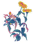 稚菊