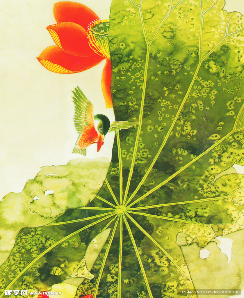 荷花