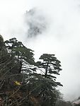 黄山奇松