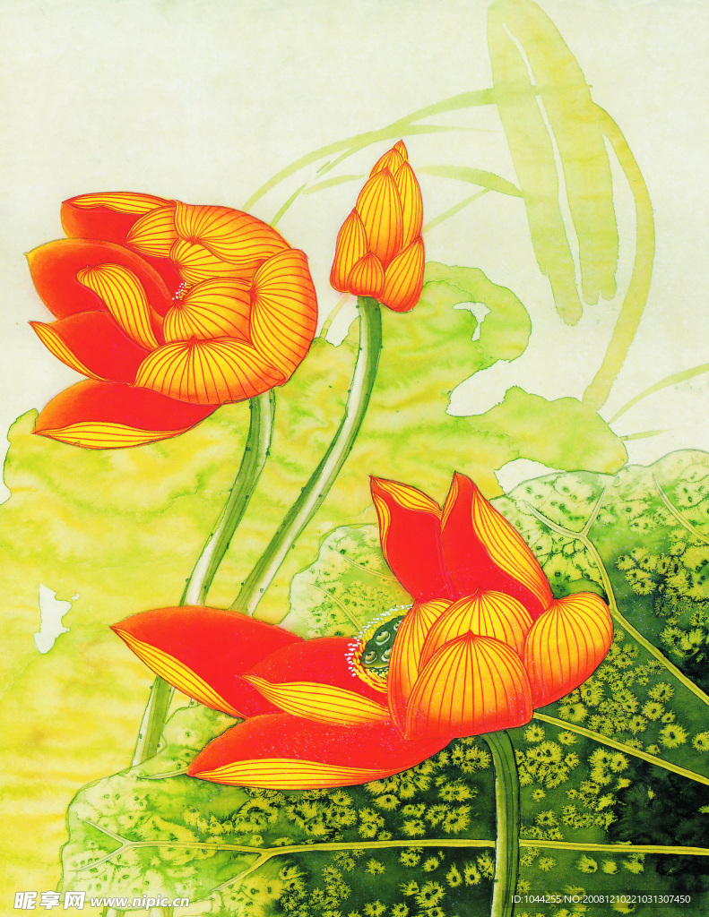 荷花