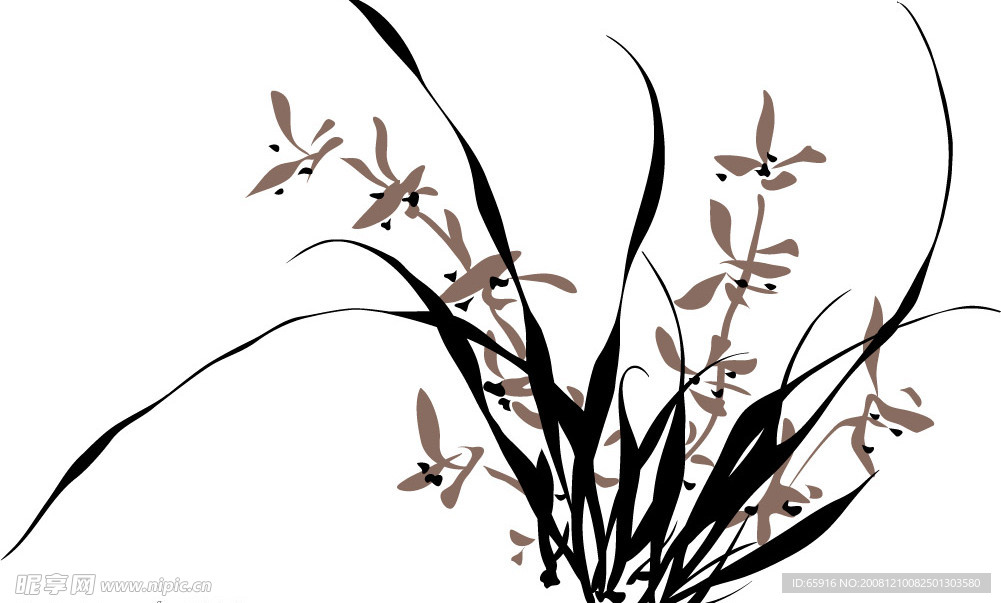兰花