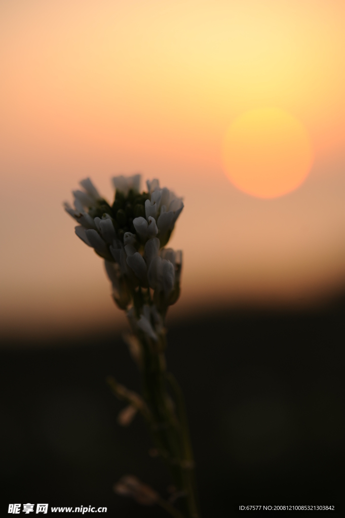 夕阳下的芝麻花