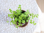 室内花草