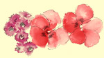 韩国花纹