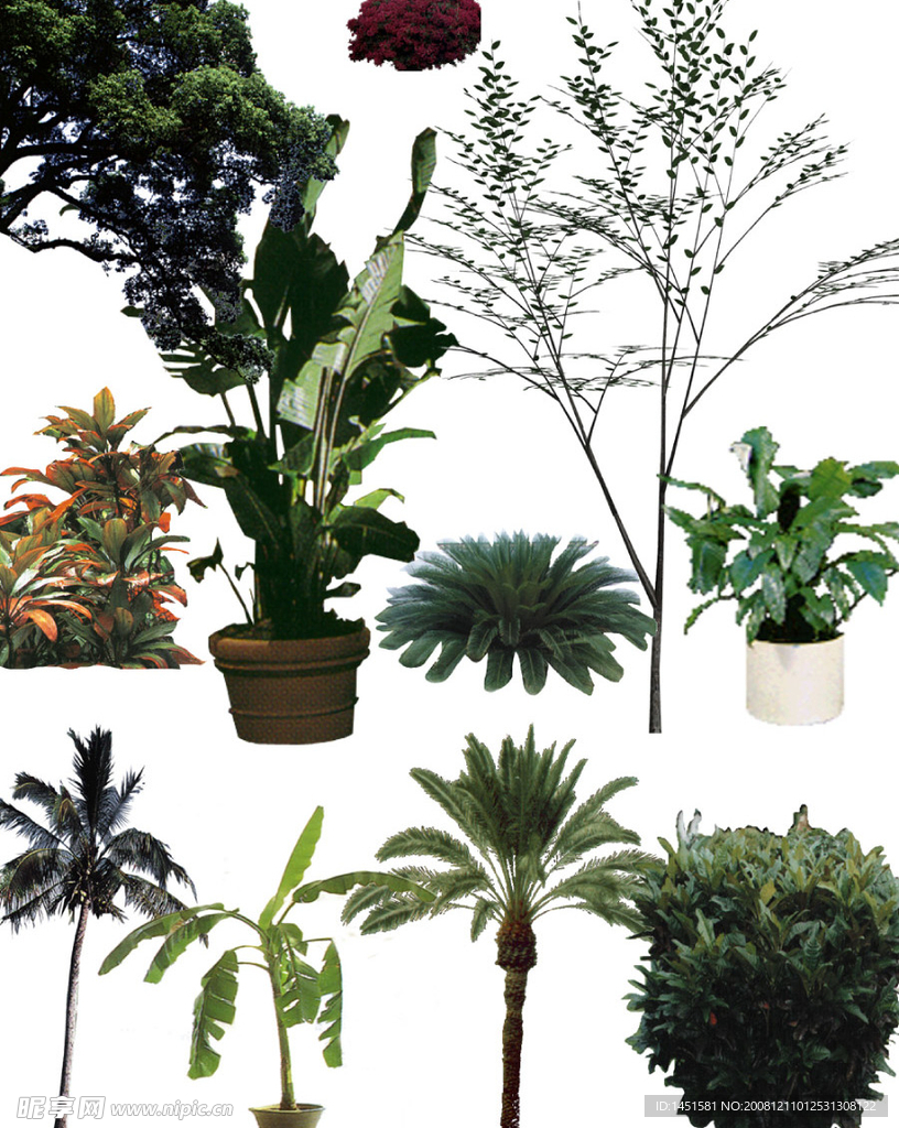 植物