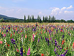 花地 草地 鲜花