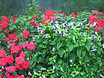 花 红花 紫色花