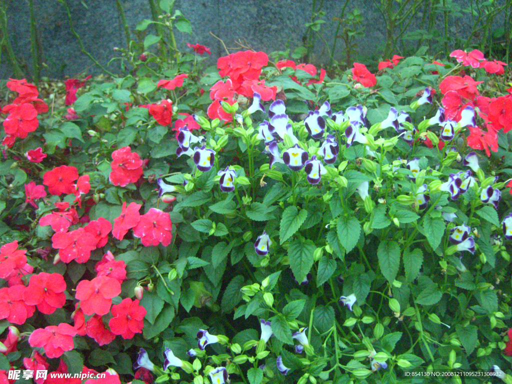 花 红花 紫色花