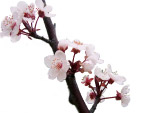 樱花抠图