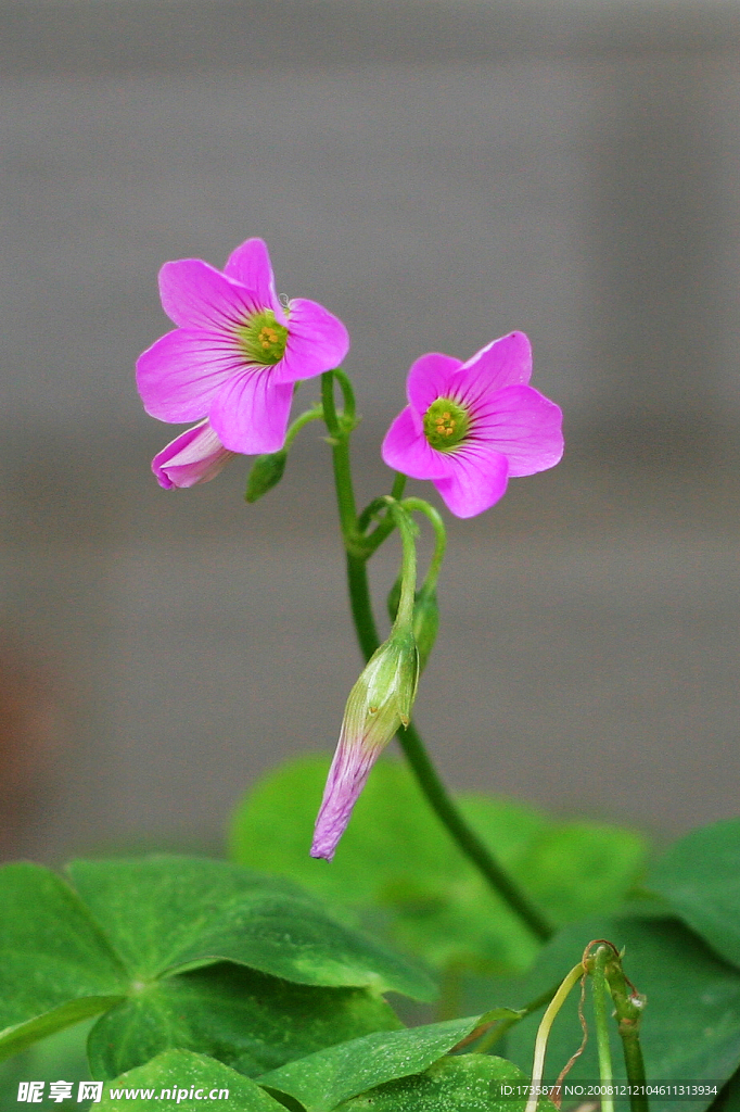 小紫色花