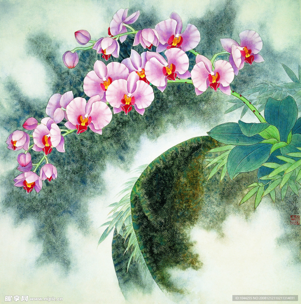 兰花