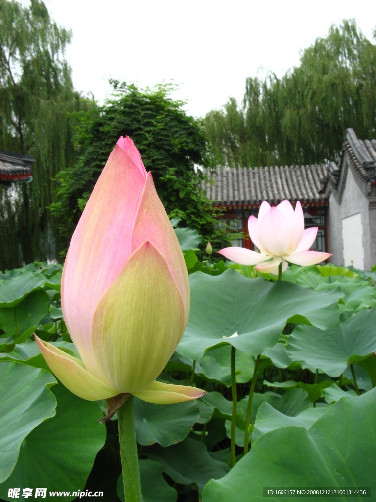 荷花