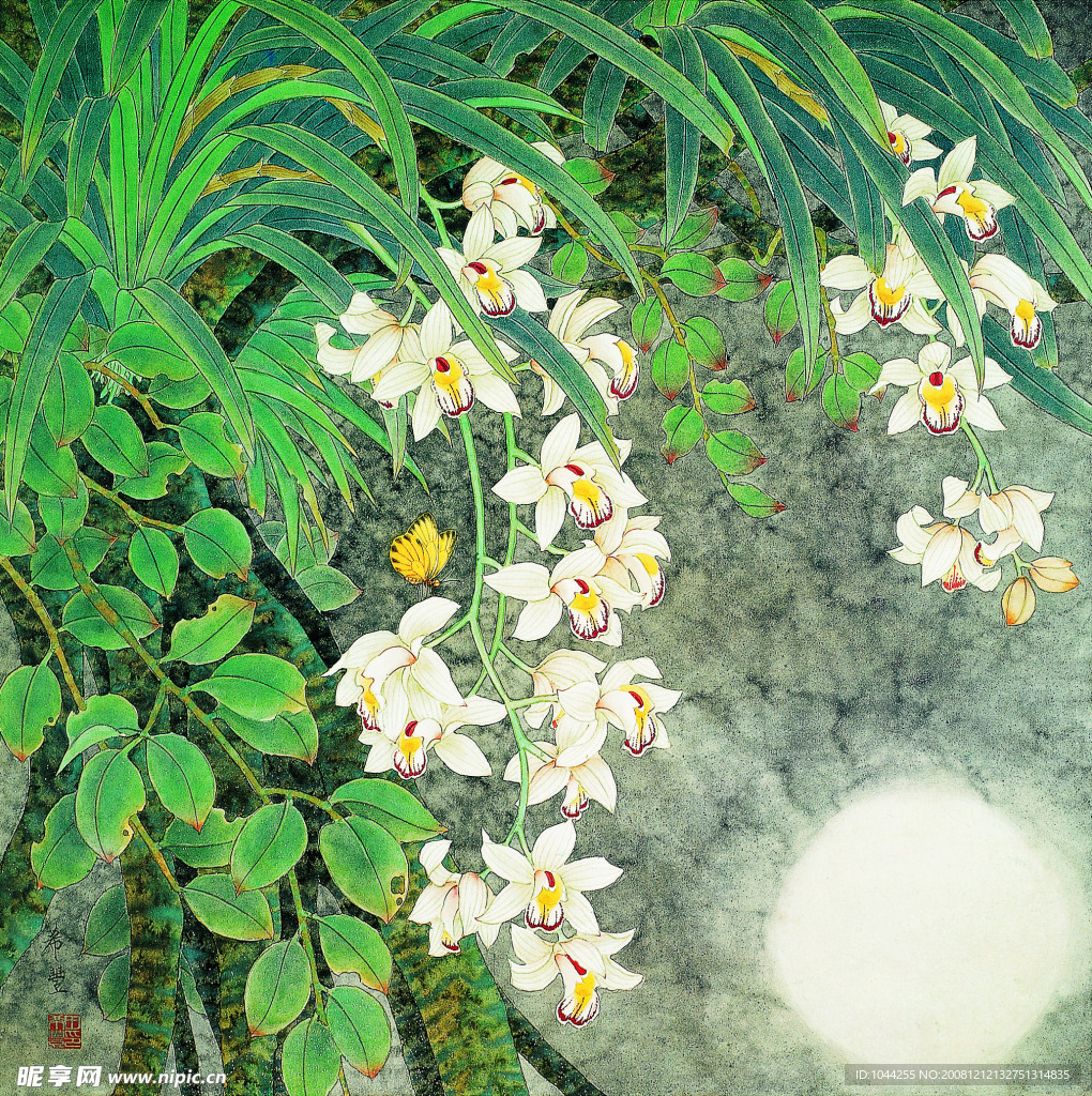 兰花