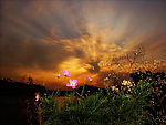 夕阳下的花朵