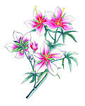 花卉23