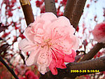 鲜花