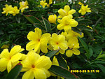 黄花